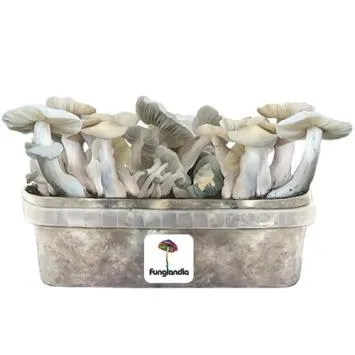 Hawlik paddenstoelspawn - kleine stenen paddenstoel paddenstoelencultuur om zelf te kweken - paddenstoelen kweekset - paddenstoelen kweken is kinderspel - paddenstoelen kweekset voor thuis