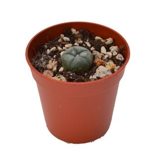 Peyote cactus 1 - 2 cm - Lophophora Williamsii