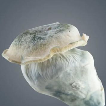 Melmac 116 Growkit – Royale Flush