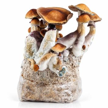 Amazonian grow bag 1300g