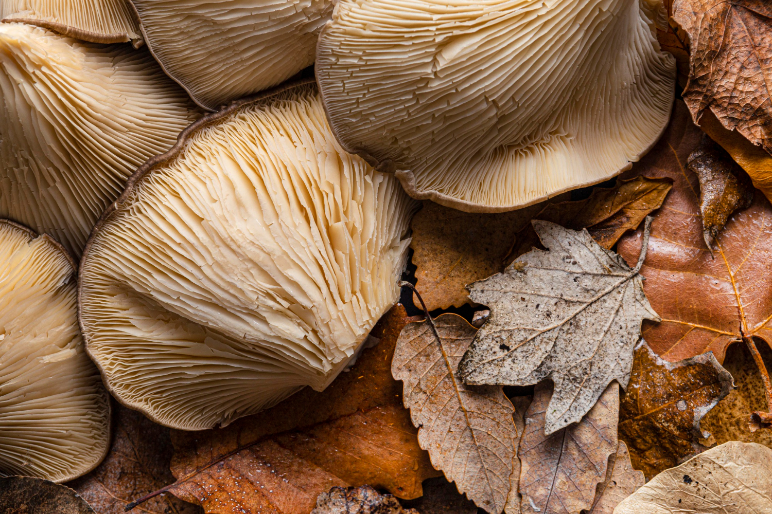 Wat zijn medicinale paddenstoelen en hoe kun je ze gebruiken?