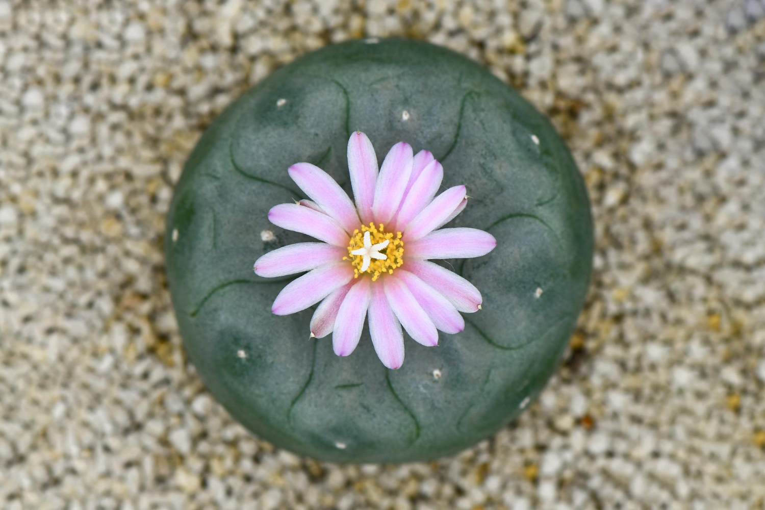 Explore the Magic of Mescaline during Cacti Week!
