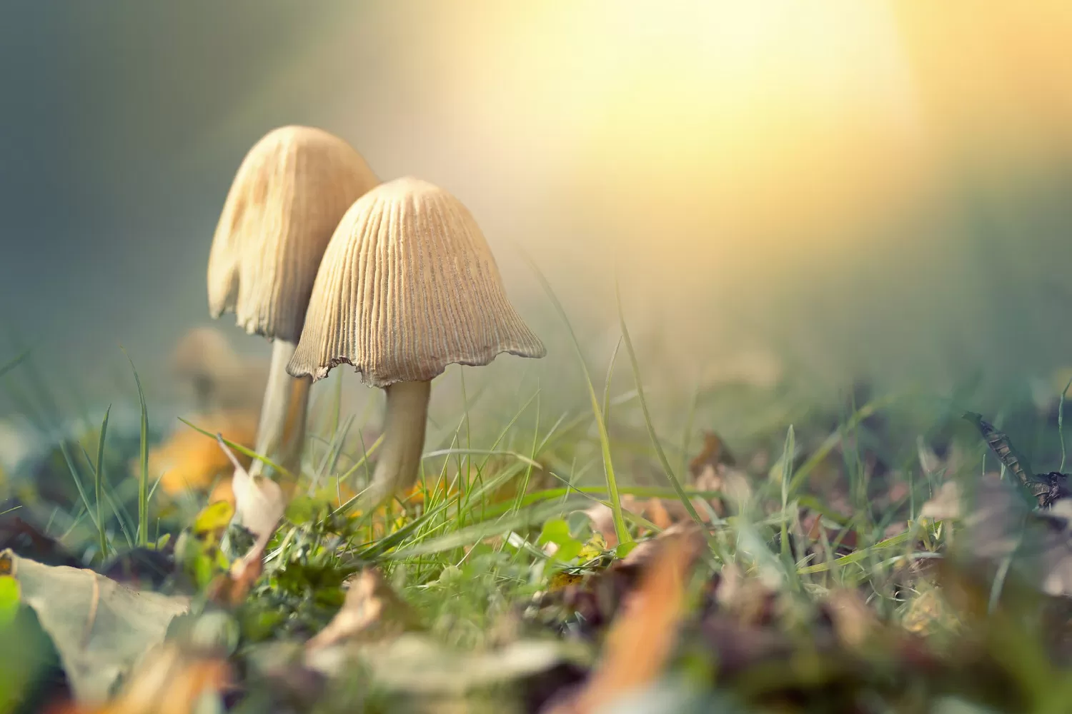 The remarkable origin of magic mushrooms | Avalon Magic Plants