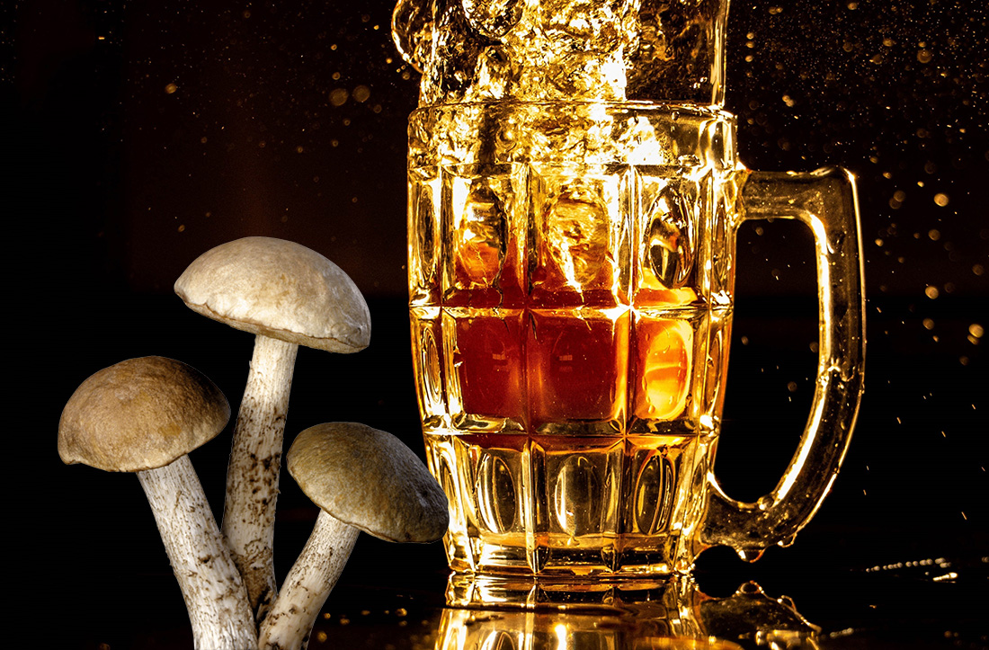 beer yeast magic mushrooms