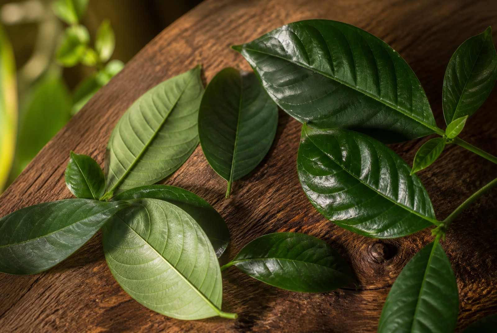 Psychotria viridis Chacruna-Blatter aus dem Amazonasgebiet