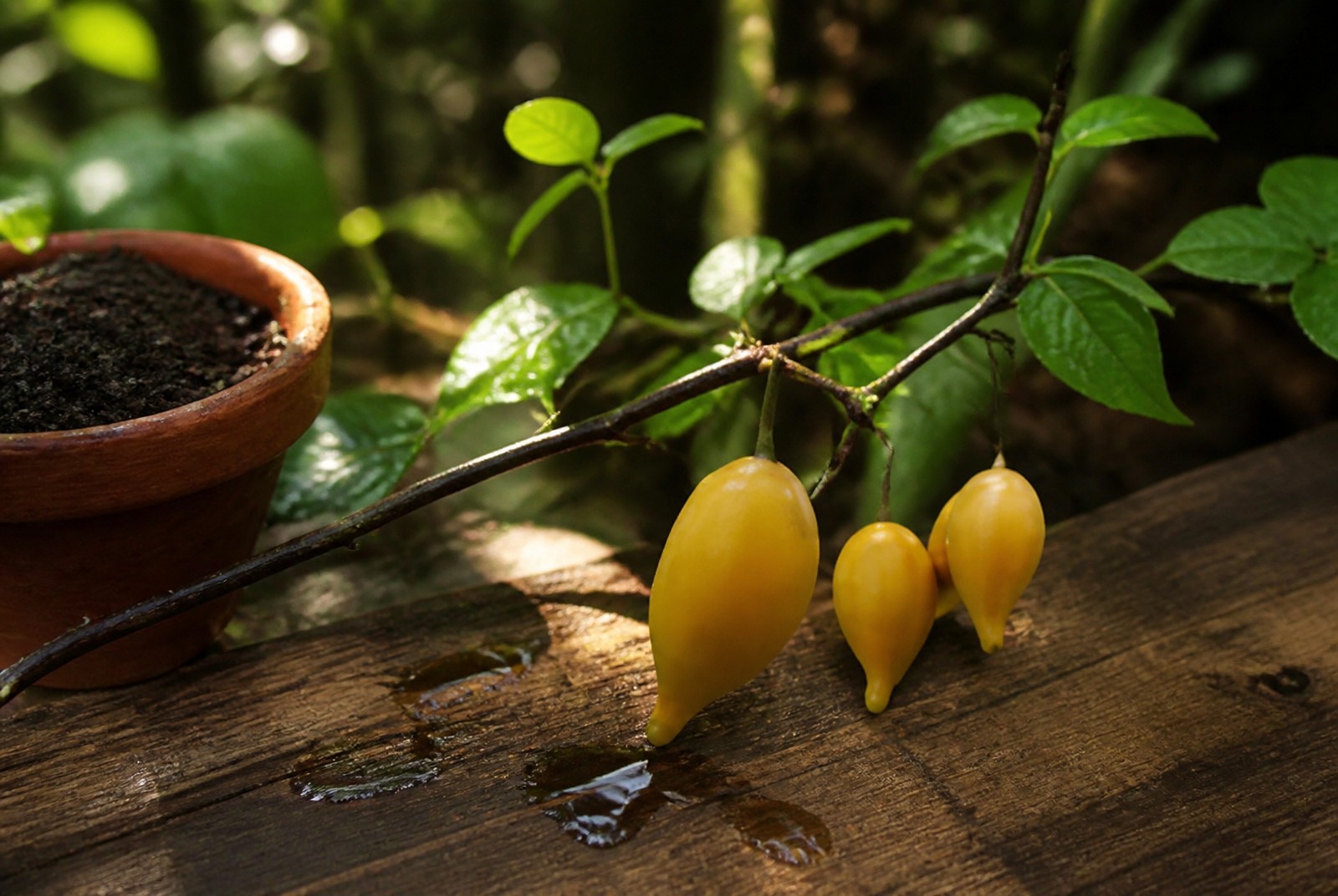 Tabernanthe iboga frische Samen