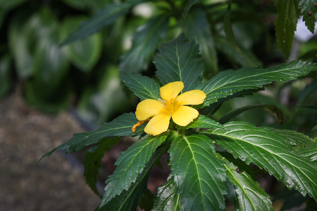 The health benefits of damiana (a natural libido booster)