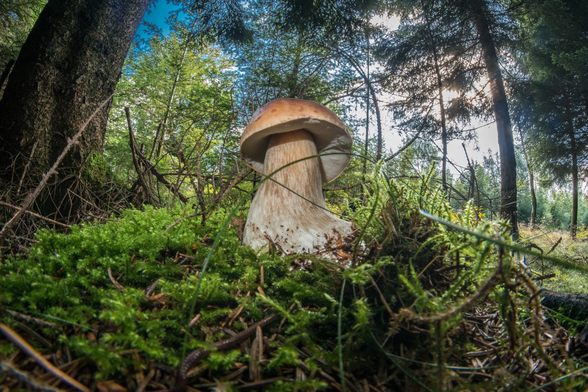 magic mushroom sclerotia