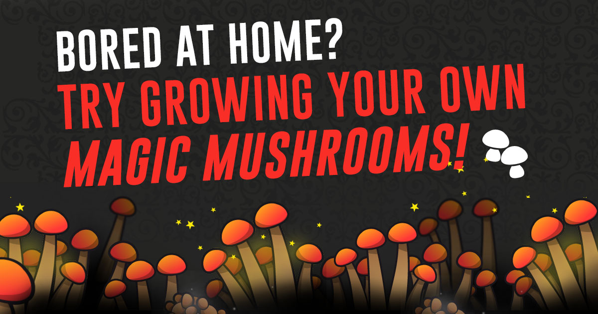 magic mushroom grow