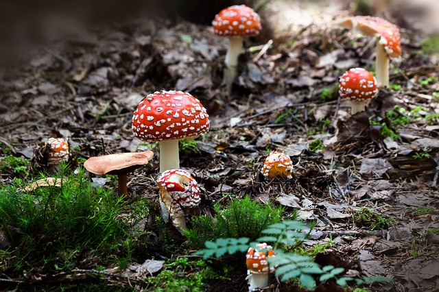 magic mushrooms: what you need to know