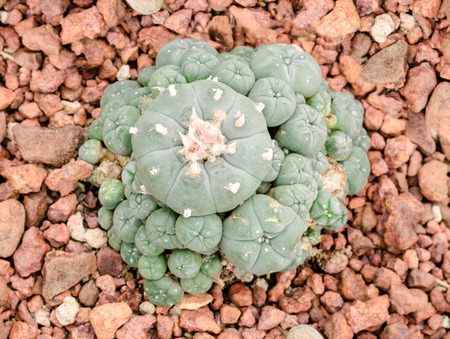 Mescaline cacti 