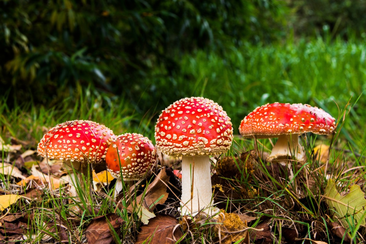This is why mushrooms became hallucinogenic