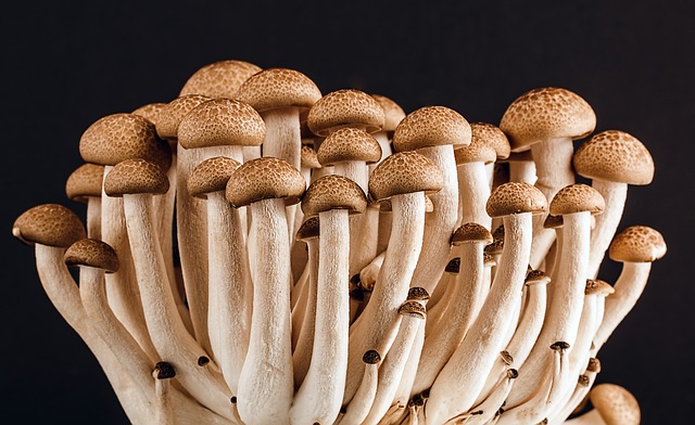 the advantage of a magic mushroom growkit