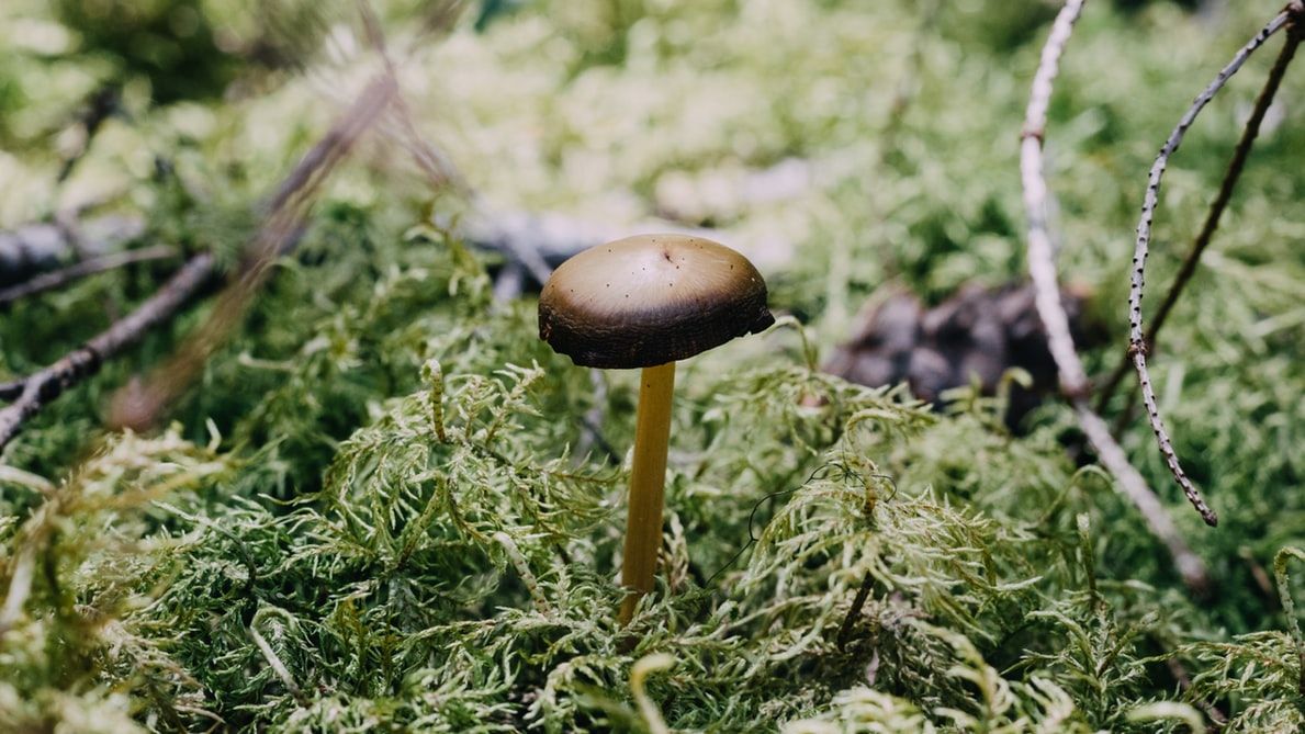 mushroom ecoli