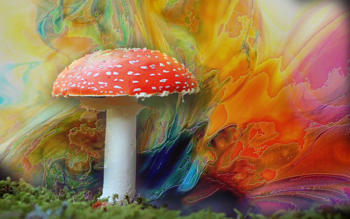 mushroom personality