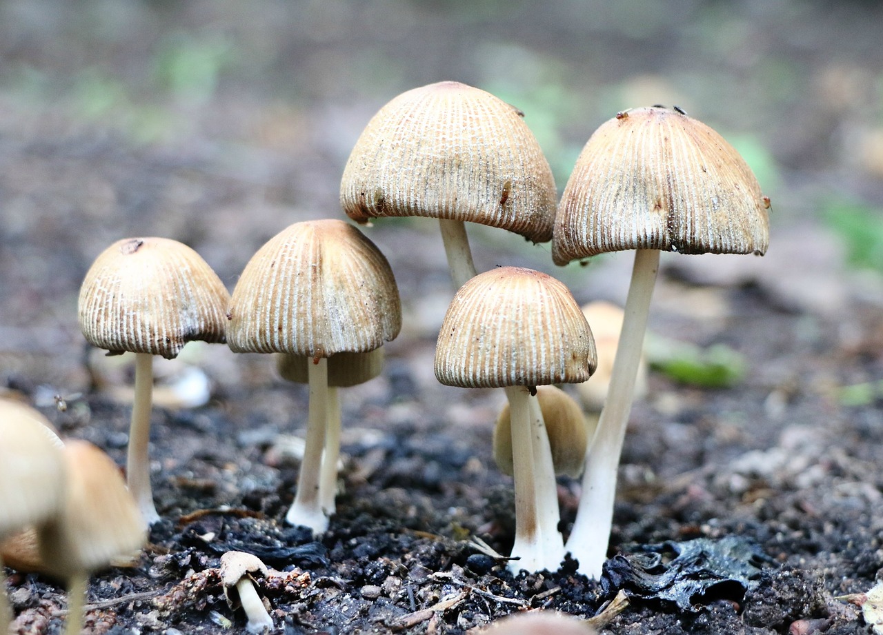 what is mycelium