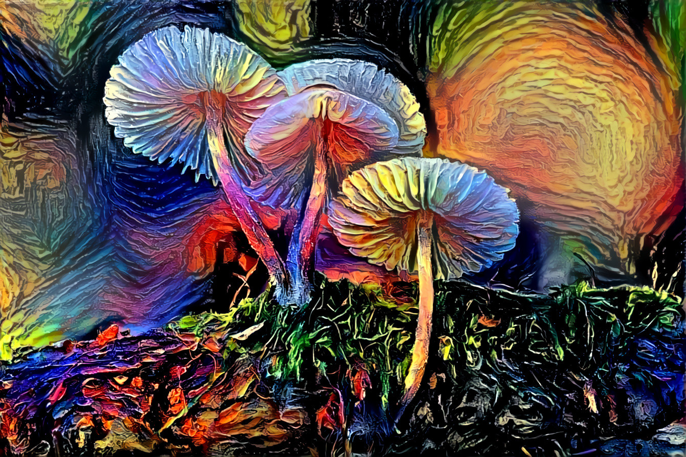 mushrooms retreats