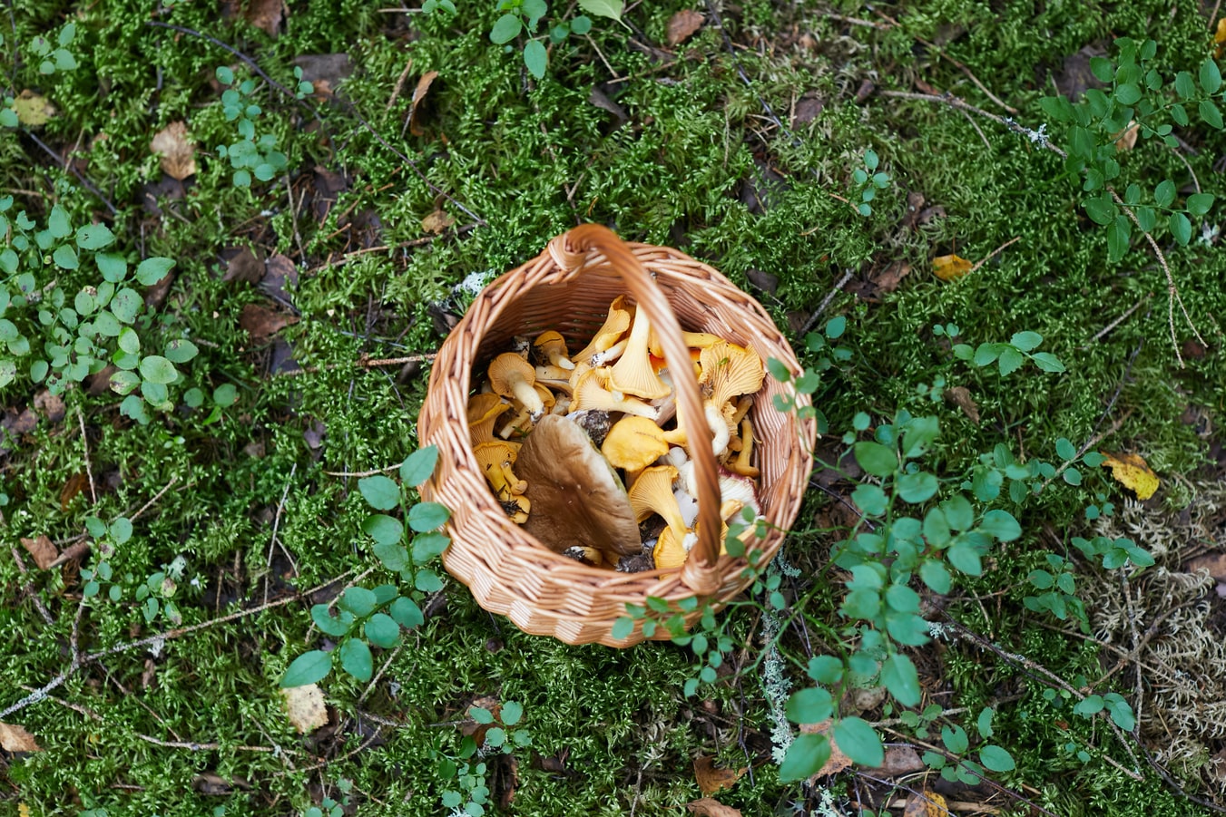 pick magic mushrooms