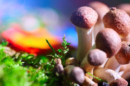5 drugs which cause a psychedelic trip 