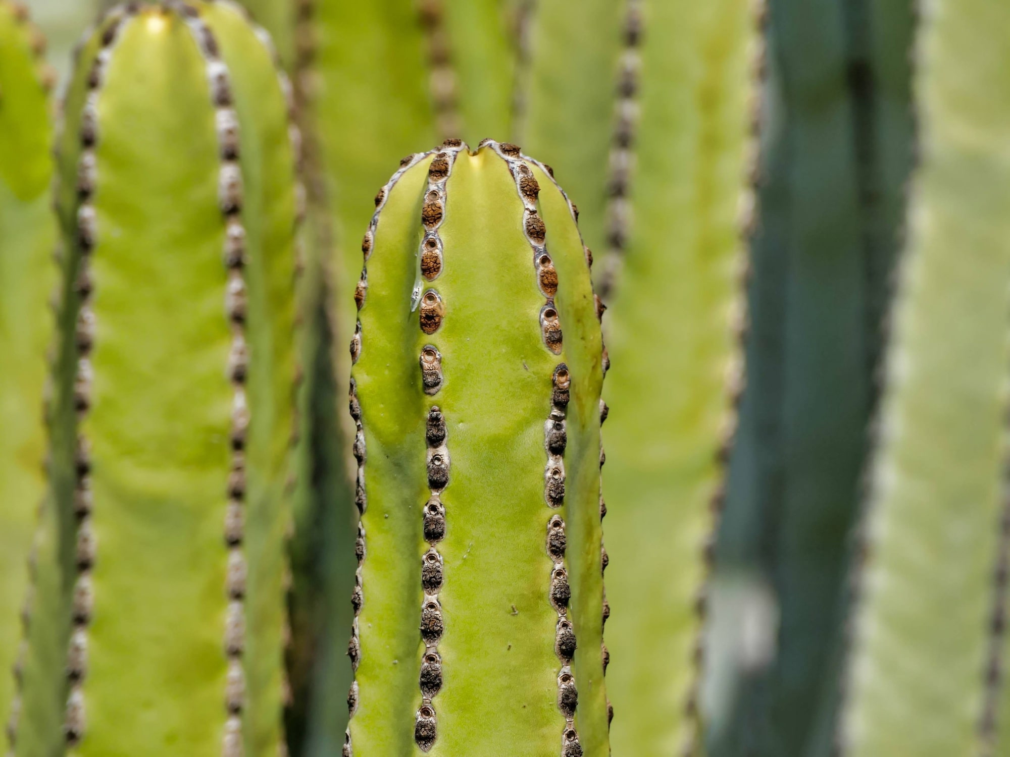 This is how you grow your own mescaline cacti!