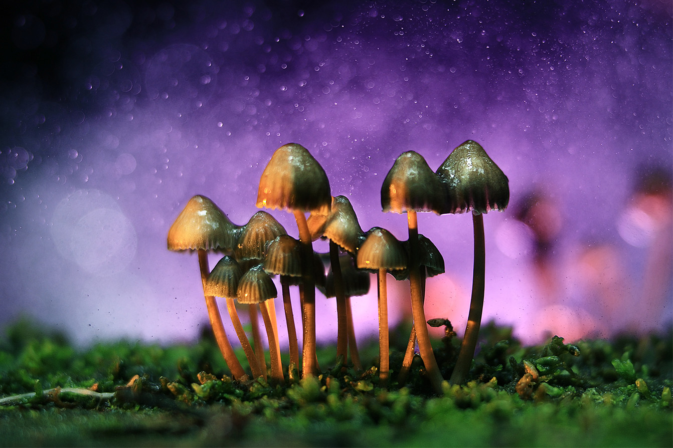 special magic mushrooms