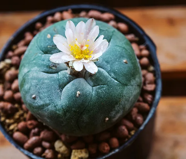 Mescaline cacti