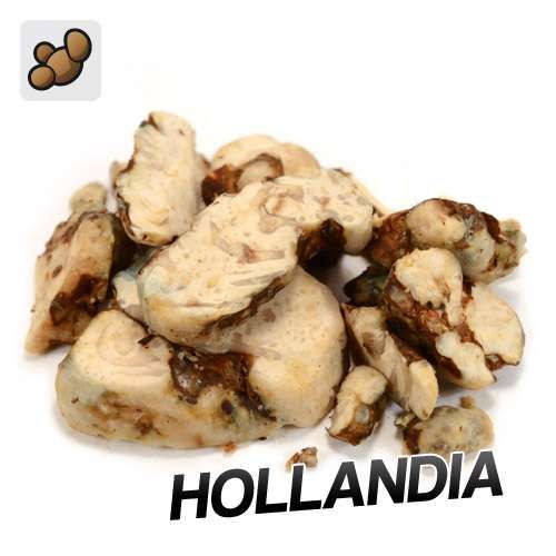 Psilocybe Hollandia Truffes (15 grammes)