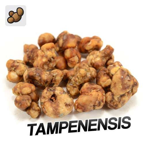 Tampanensis Truffes (15 grammes)