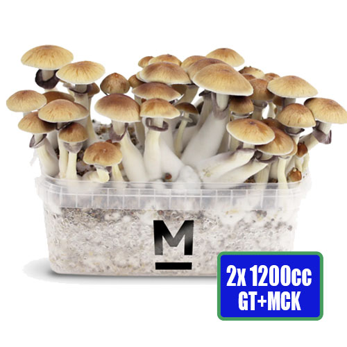 Golden Teacher & McKennaii mushroom grow kits - 1200cc