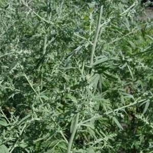 Artemisia Absinthium (Wermut) 20 Samen