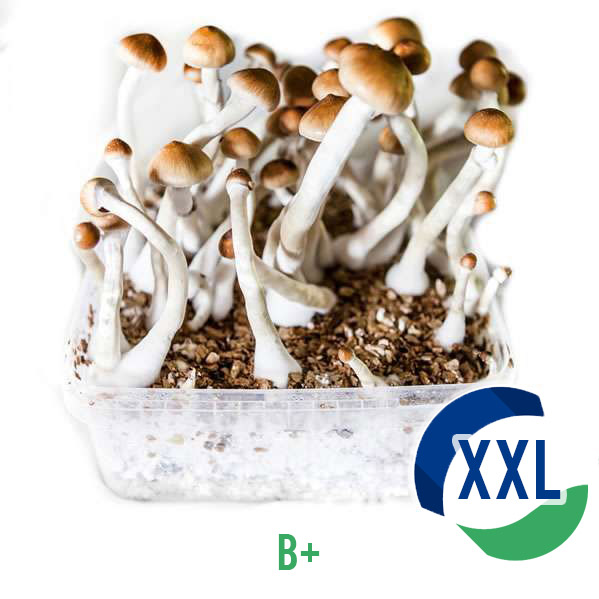 B+ XL Mycelium box - 2100 ML