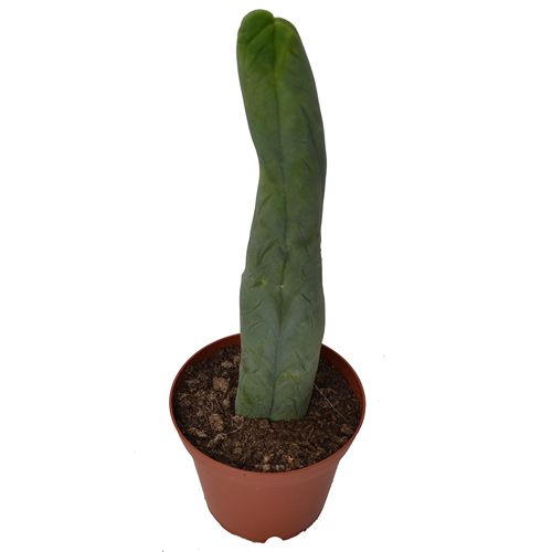 Penis cactus in pot - Trichocereus lageniformis 'Monstrose'