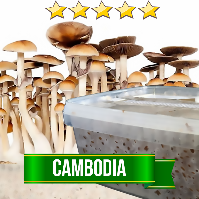 Cambodia boîte de culture - 1200cc