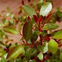 Khat (also known as) Qat (10 Seeds)