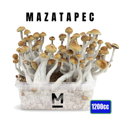 Mazatapec Paddo Groeikit - 1200cc