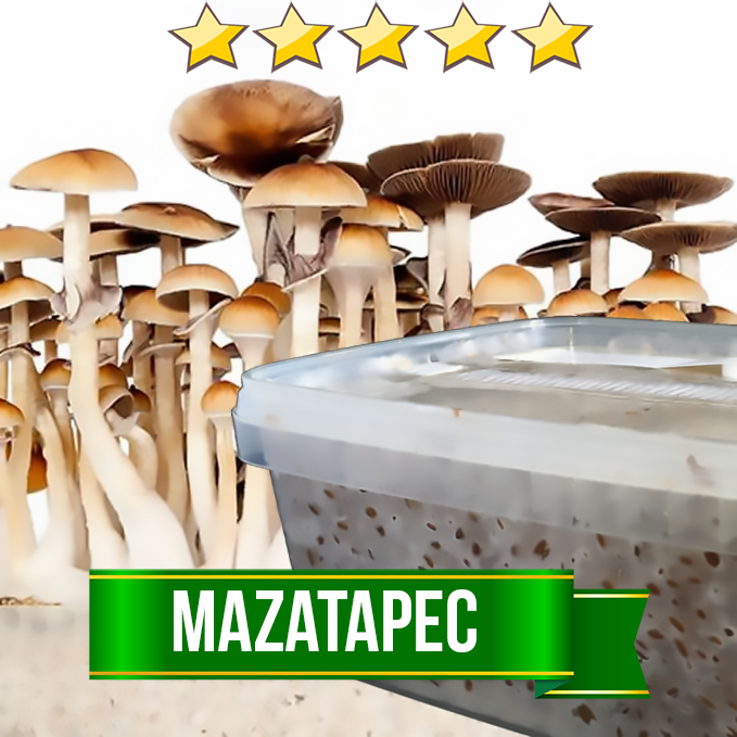 Mazatapec Magic Mushroom Grow Kit - 1200cc