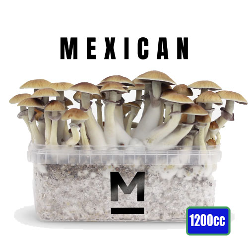 Mexican Paddo Groeikit - 1200cc
