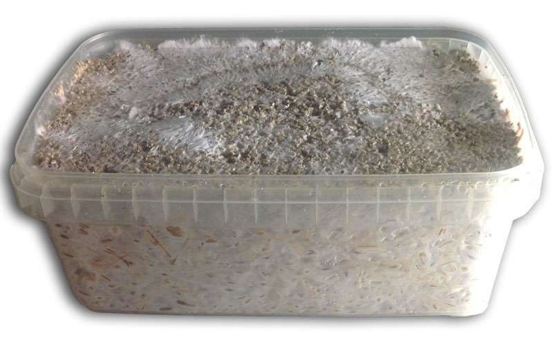 100% Mycelium McKennai - FreshMushrooms Paddo groeikit 1200cc