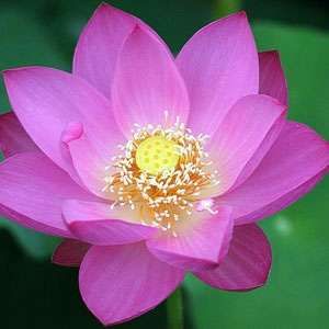 Nelumbo Nucifera (Pinker Lotus) 5 Samen