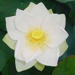Nelumbo Nucifera (Weißer Lotus) 5 Samen