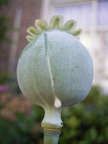 20 Semillas de Opium Poppy