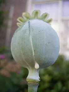 Papaver Somniferum (Pavot à Opium) 20 graines - Online Smartshop