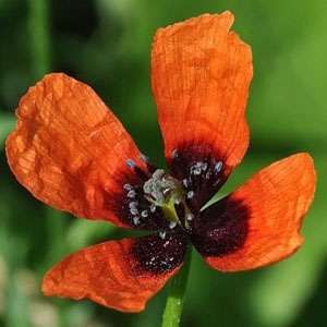 Papaver Argemone ( pale Poppy) 20 Seeds
