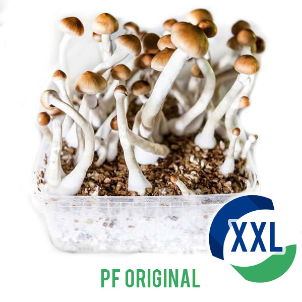 PF Original Boîte de culture XL - 2100 ML