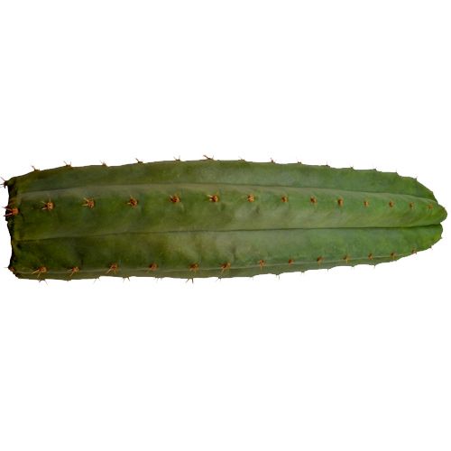 San Pedro - Trichocereus pachanoi