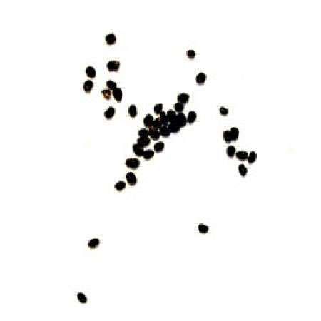 Trichocereus pachanoi - Graines de San Pedro  (20 graines)