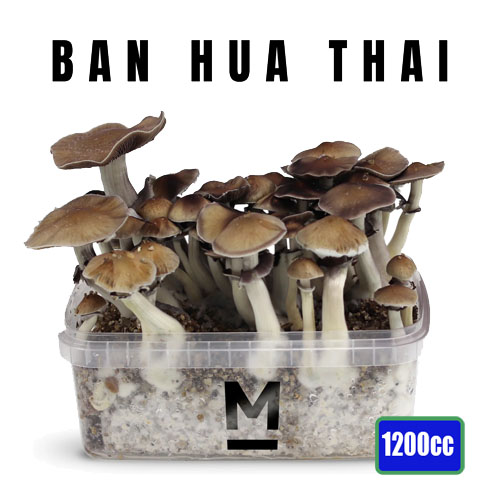Kit de cultivo Mediano Thai - 1200cc