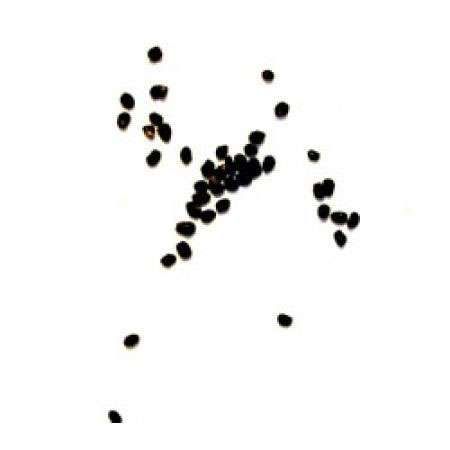 Trichocereus peruvianus seeds (20 seeds)