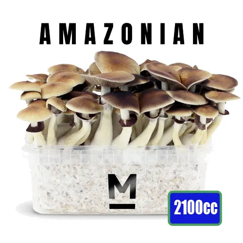 Kit de culture pour champignons magiques McKennaii XL