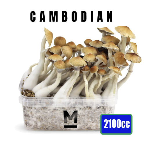 Cambodia XL Zauberpilz Zuchtbox - 2100 ML